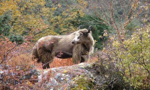 Zdjecie NEPAL / Himalaje / Sagarmatha National Park / Jesienny yak