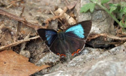 Zdjecie NEPAL / himalaje / na szlaku / motyl