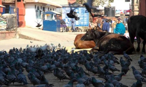 Zdjęcie NEPAL / durbar sq / kathmandu / wszyscy razem