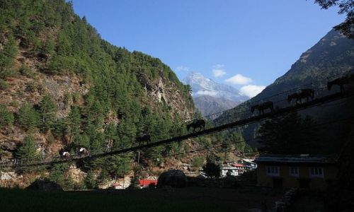 Zdjecie NEPAL / - / W drodze do Mount Everest Base Camp - okolice Jorsale / Wiszące osły