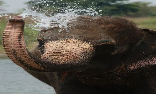 Zdjecie NEPAL / - / Kąpiel słoni w Chitwan National Park / Pod prysznicem