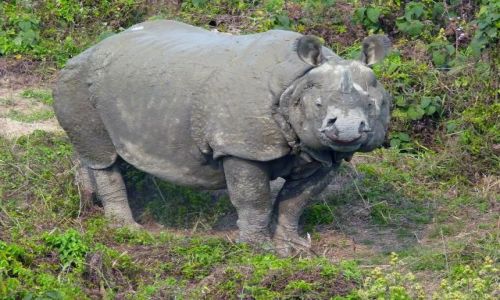 Zdjęcie NEPAL / - / Park Narodowy Chitowan / nosorożec