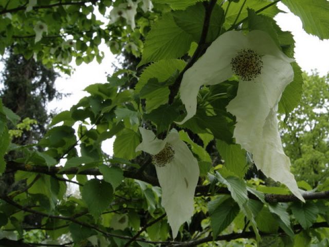 Zdjęcia: Mainau, -Jezioro Bodeńskie, Davidia involucrata, NIEMCY Zdjęcia: Mainau, -Jezioro Bodeńskie, Davidia involucrata, NIEMCY