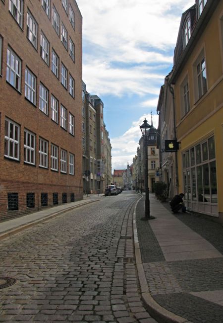 Zdjęcia: Cottbus, Brandenburgia, Kot w Busach, NIEMCY Zdjęcia: Cottbus, Brandenburgia, Kot w Busach, NIEMCY