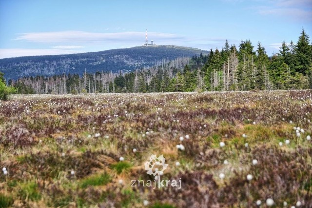 Zdj cia: Torfhaus, Dolna Saksonia, Widok na Brocken znad torfowisk Harzu, NIEMCY Zdj cia: Torfhaus, Dolna Saksonia, Widok na Brocken znad torfowisk Harzu, NIEMCY