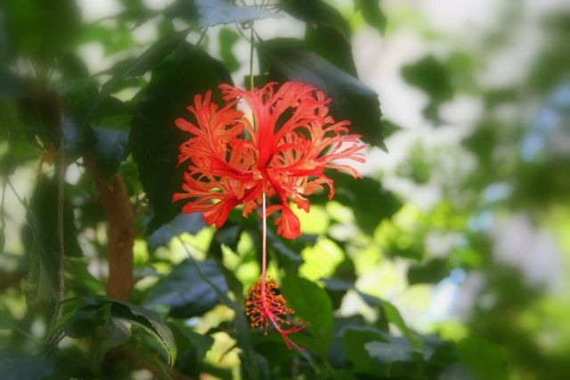 Zdjęcia: Tropical Center, Troche inny kwiatek..., NIEMCY Zdjęcia: Tropical Center, Troche inny kwiatek..., NIEMCY
