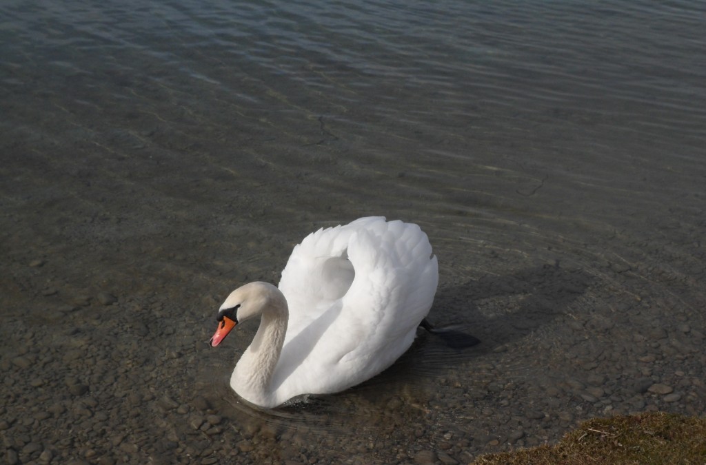 Zdjęcia: Herrsching am Ammersee, Bawaria, WALECZNY, NIEMCY Zdjęcia: Herrsching am Ammersee, Bawaria, WALECZNY, NIEMCY