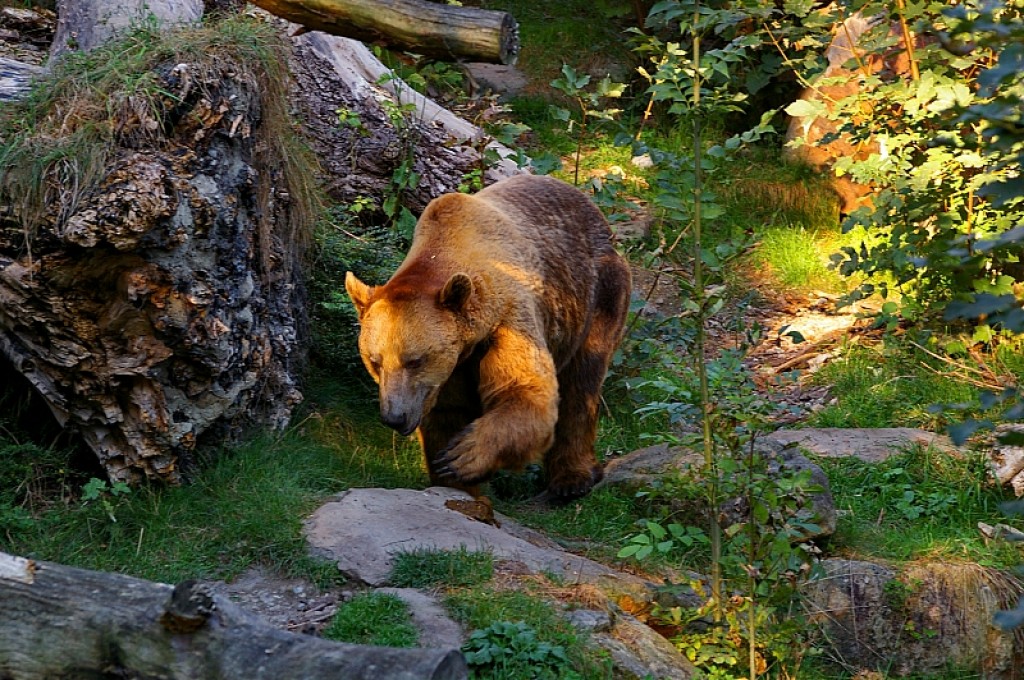 Zdjęcia: Schwarzwald, Bawaria, Najwyższy czas uciekać, NIEMCY Zdjęcia: Schwarzwald, Bawaria, Najwyższy czas uciekać, NIEMCY
