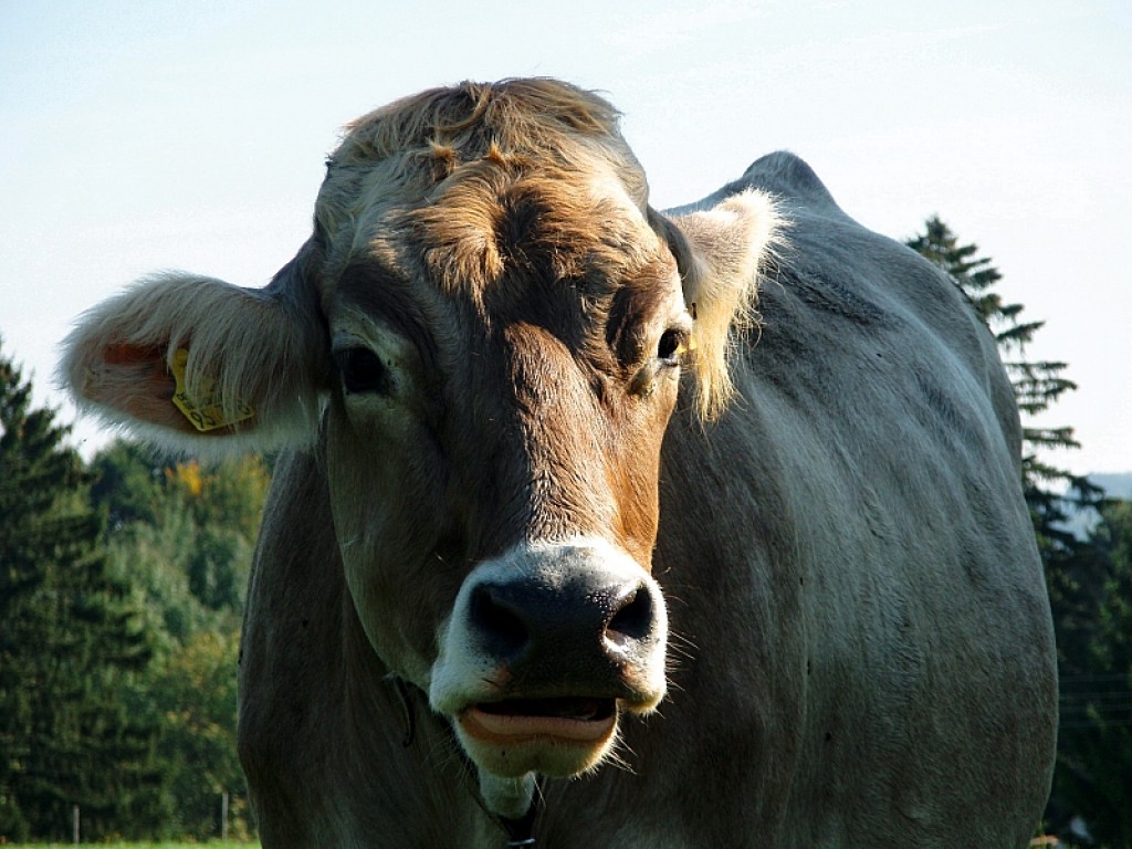 Zdjęcia: Schwarzwald, Bawaria, co tam ?, NIEMCY Zdjęcia: Schwarzwald, Bawaria, co tam ?, NIEMCY