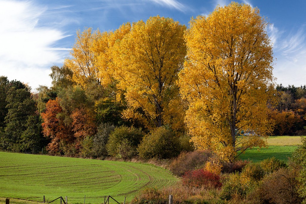 Zdjęcia: Bad Honnef, Rheinland, Herbstfarben, NIEMCY Zdjęcia: Bad Honnef, Rheinland, Herbstfarben, NIEMCY