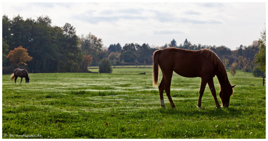 Zdjęcia: Bad Honnef, Rheinland, Herbstweide, NIEMCY Zdjęcia: Bad Honnef, Rheinland, Herbstweide, NIEMCY