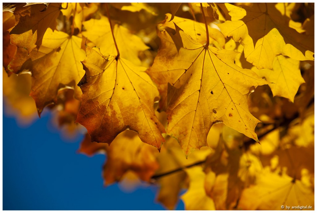 Zdjęcia: Bad Honnef, Rheinland, Herbstfarben, NIEMCY Zdjęcia: Bad Honnef, Rheinland, Herbstfarben, NIEMCY