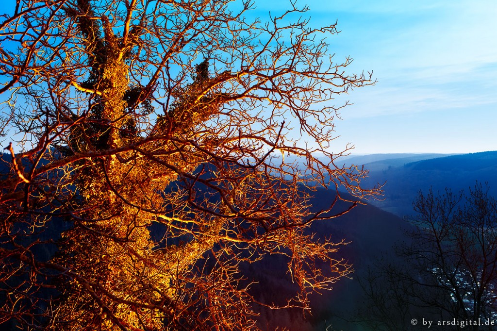 Zdjęcia: Nideggen, Eifel, Sonnenbaum, NIEMCY Zdjęcia: Nideggen, Eifel, Sonnenbaum, NIEMCY
