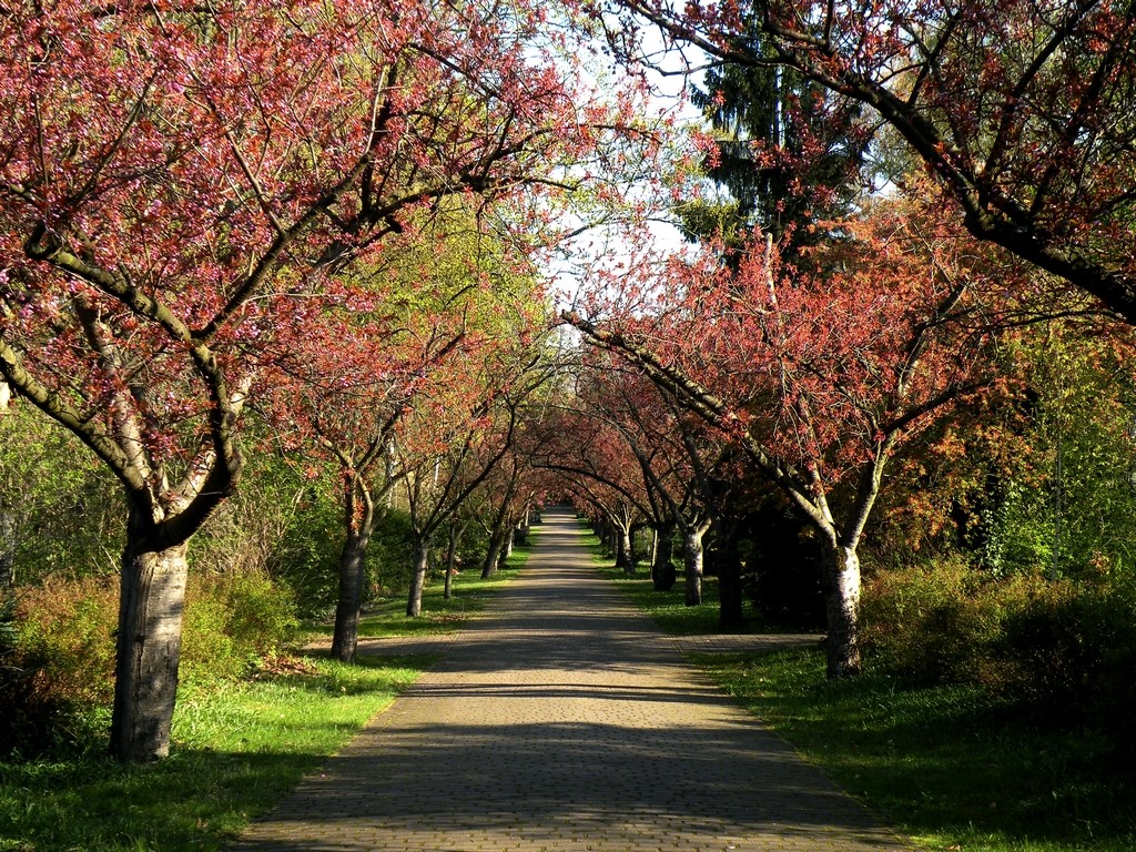 Zdjęcia: park, Berlin, Aleja wiśniowa, NIEMCY Zdjęcia: park, Berlin, Aleja wiśniowa, NIEMCY