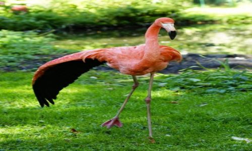 Zdjęcie NIEMCY / - / BERLIN -- ZOO / FLAMING RÓŻOWY.