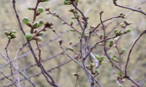 Zdjęcie NIEMCY / brak / Bonn  / Bonn 2