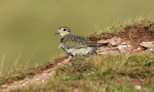 Zdjcie NIEMCY / - / wyspa Helgoland / siewka zota