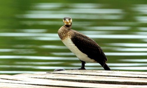 Zdjęcie NIEMCY / - / okolica Branderburgii / spojrzenie prosto w oczy...