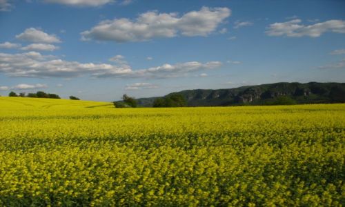 Zdjecie NIEMCY / Saksonia / okolice Konigstein / pola rzepaku