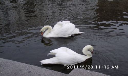 Zdjecie NIEMCY / Schleswig-Holstein / Hamburg / Schwanen