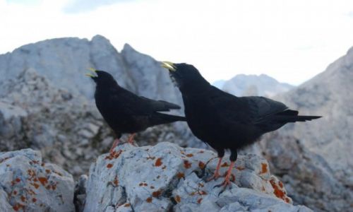 Zdjecie NIEMCY / Alpy / Garmish Partenkirchen / Alpy Bawarskie