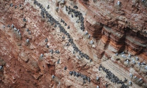Zdjecie NIEMCY / Helgoland / Helgoland / w godzin dookoa wyspy