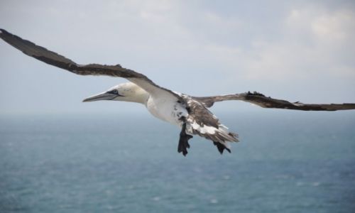 Zdjecie NIEMCY / Helgoland / Helgoland / w godzin dookoa wyspy