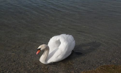 Zdjcie NIEMCY / Bawaria / Herrsching am Ammersee / WALECZNY