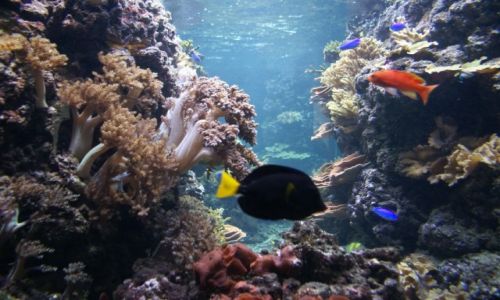 Zdjecie NIEMCY / Berlin / Pod wod / Podwodny wiat