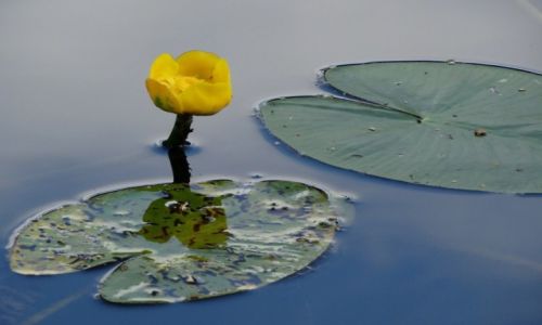 Zdjecie NIEMCY / Bawaria / BAWARIA / Nuphar lutea - Grel ty