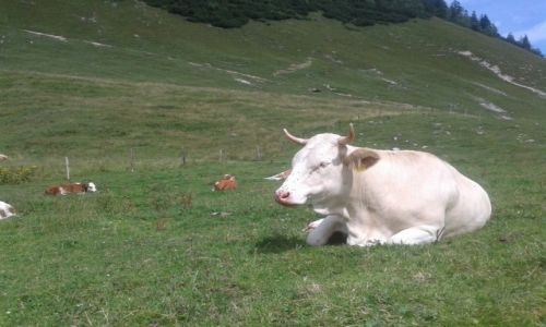 Zdjecie NIEMCY / Bawaria / Tegernsee  / Krowy