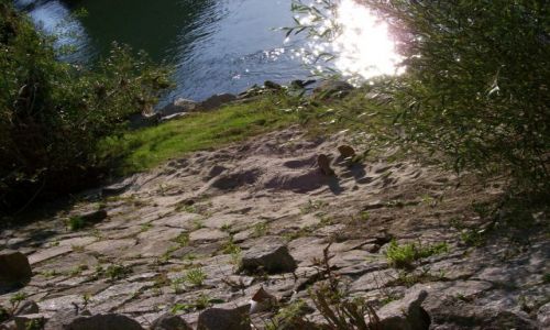 Zdjęcie NIEMCY / baden-württenberg / nad renem / kochanie gdzie cie wcielo?