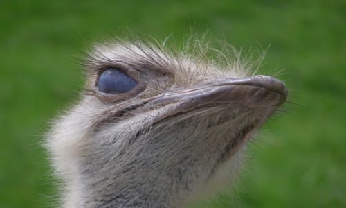 Zdjecie NIEMCY / FFM / opol zoo / Rzuc okiem na ten temat;)
