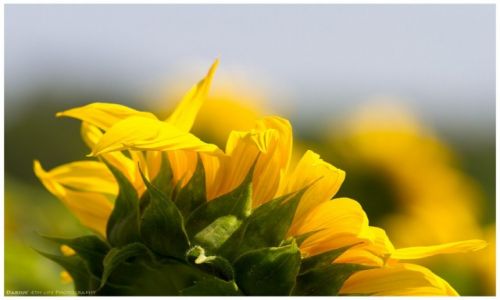 Zdjcie NIEMCY / Sachsen / Posterstein / Sun into flower