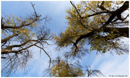 Zdjcie NIEMCY / Rheinland / Bad Honnef / Herbstbume