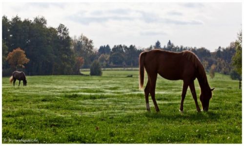Zdjcie NIEMCY / Rheinland / Bad Honnef / Herbstweide