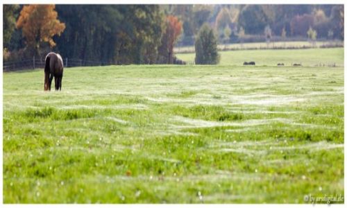 Zdjcie NIEMCY / Rheinland / Bad Honnef / Baldachine