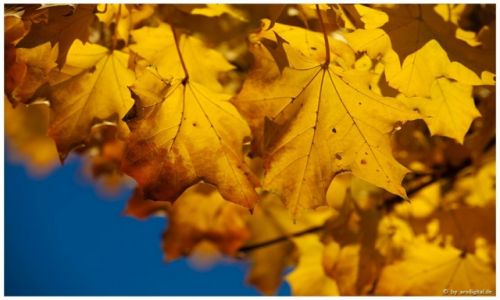 Zdjcie NIEMCY / Rheinland / Bad Honnef / Herbstfarben