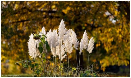 Zdjcie NIEMCY / Rheinland / Bad Honnef / Pampagrass
