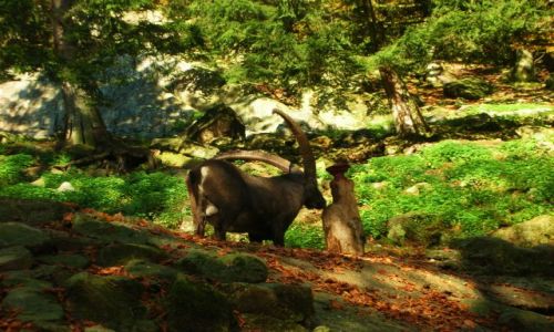 Zdjcie NIEMCY / schwarzwald / oberried / park natury i rozrywki