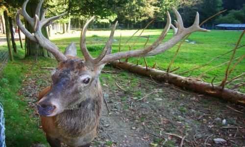 Zdjcie NIEMCY / schwarzwald / oberried / park natury i rozrywki