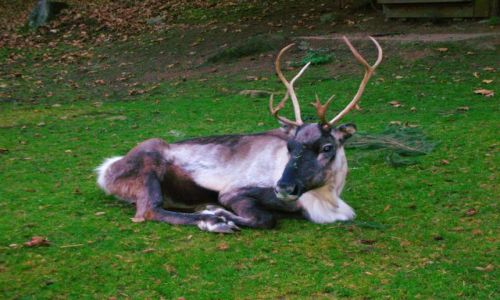 Zdjcie NIEMCY / schwarzwald / oberried / park natury i rozrywki