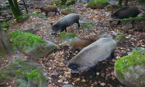 Zdjcie NIEMCY / schwarzwald / oberried / park natury i rozrywki