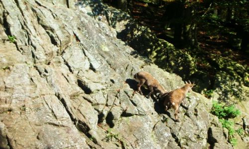 Zdjcie NIEMCY / schwarzwald / oberried / park natury i rozrywki