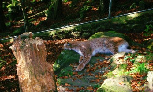 Zdjcie NIEMCY / schwarzwald / oberried / park natury i rozrywki