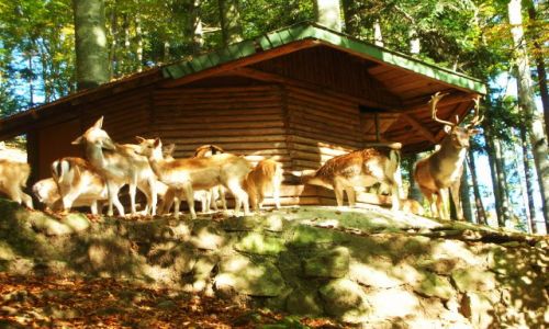 Zdjcie NIEMCY / schwarzwald / oberried / park natury i rozrywki