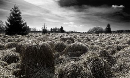 Zdjcie NIEMCY / Eifel / Hoher Venn / Grass