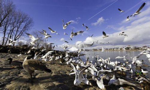 Zdjcie NIEMCY / Rheinland / Bonn / Vgel