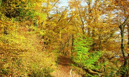 Zdjecie NIEMCY / baden-wrttenberg / nad renem / jesien nad renem