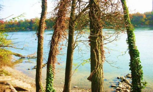 Zdjęcie NIEMCY / baden-württenberg / nad renem / jesien nad renem